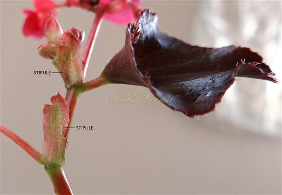 Stipules